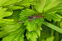 Sawfly (Tenthredo livida) with prey in meadow, Cheshire, UK, June.