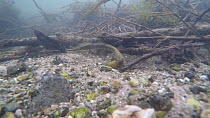 Brook lamprey (Lampetra planeri) moving stones in stream, River Kennet, Berkshire, England, UK. January.