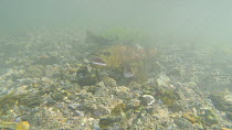 Pair of Brown trout (Salmo trutta) spawning, with another male trying to fertilise eggs River Kennet, Berkshire, England, UK. February.