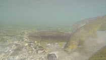 Pair of Brown trout (Salmo trutta) spawning, with others eating eggs, River Kennet, Berkshire, England, UK. March.