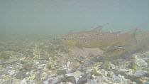Brown trout (Salmo trutta) spawning, River Kennet, Berkshire, England, UK. March.