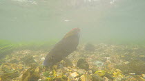 Female Grayling (Thymallus thymallus) swimming and feeding, moving a rock, joined by second female, River Kennet, Berkshire, England, UK. March.