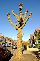Heavily pollarded London Plane Tree (Platanus x hispanica) in surburban street, London Borough of Haringay, England Britain UK, February 2014.