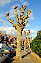 Heavily pollarded London Plane Trees (Platanus x hispanica) in surburban street, London Borough of Haringay, England Britain UK, February 2014.