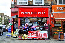 Pampered Pets pet shop, with - Kittens Ready Now - sign, Holloway Road, London Borough of Islington, England, UK, August.