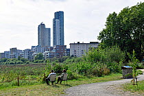 Couple sitting on camping chairs on urban nature reserve with tower blocks in distance, Woodberry Wetlands, Stoke Newington, Hackney, England, Britain, UK, August 2016.