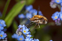 Large Bee-fly (Bombylius major) feeding on forget-me-not flowers, April, Bristol, UK