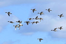 Pintails (Anas acuta) a flock in flight. Maltraeth Estuary, Anglesey, North Wales, UK. February.