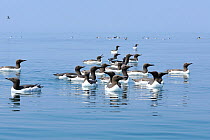 Guillemots (Uria aalge) a courting group on the sea, Off the Lleyn Peninsula. North Wales. UK, June.