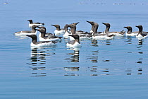 Guillemots (Uria aalge) a courting group on the sea. Off the Lleyn Peninsula, North Wales, UK. June.
