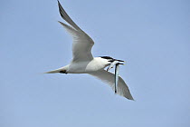 Sandwich tern (Sterna sandvicensis) returning to colony with Sand Eel, Cemlyn Bay, Anglesey, North Wales, UK. July.