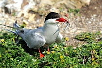 Arctic tern (Sterna paradisaea) an adult with a Sand Eel to feed to it's nearby chick.The Skerries, off Hollyhead, North Wales, UK. July.