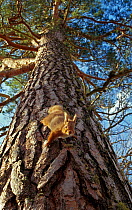 Red Squirrel (Sciurus vulgaris) climbing down pine tree, in the Cairngorms National Park ,Scotland