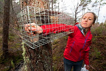 Becky Priestley, Wildlife Officer with Trees for Life, preparing cage trap to catch red squirrels as part of their reintroduction to the north west Highlands, Moray, Scotland, UK.