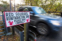 Sign erected alerting drivers to red squirrels crossing road, Shieldaig, Wester Ross, Scotland, UK.