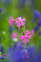 Red campion (Silene dioica) flowers, Surrey, UK, May.