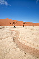 Ancient dead Camelthorn trees (Vachellia erioloba) and dry river bed, Sossusvlei, Namib Desert, Namibia