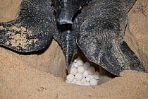 Leatherback turtle (Dermochelys coriacea) laying eggs on beach at night, Trinidad.