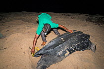 Man measuring Leatherback turtle (Dermochelys coriacea) during scientific research, Trinidad.
