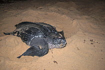 Leatherback turtle (Dermochelys coriacea) laying eggs on beach at night. Trinidad
