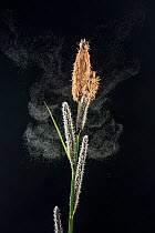Lesser pond sedge (Carex acutiformis) releasing pollen.