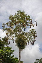 Crested oropendola (Psarocolius decumanus insularis) nesting colony in tree,Trinidad.