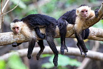 White fronted capuchin monkeys (Cebus capucinus) resting, Costa Rica, March.