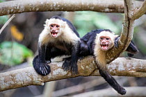 White fronted capuchin monkey (Cebus capucinus) two resting, Costa Rica, March.
