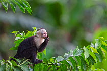White fronted capuchin monkey (Cebus capucinus) feeding, March, Costa Rica