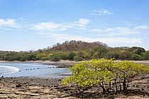 Mangrove plants in tropical dry forest. Nicoya Peninsula, Puntarenas, Costa Rica.