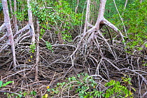 Mangrove trees in tropical dry forest. Curu Wildlife Reserve, Nicoya peninsula, Puntarenas, Costa Rica.