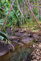 Riverine forest in tropical dry forest area. Curu Wildlife Reserve. Nicoya peninsula, Puntarenas, Costa Rica.