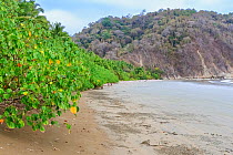 Beach at Curu Wildlife Reserve, with tropical dry forest. Nicoya peninsula, Puntarenas, Costa Rica.