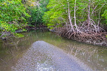 Mangroves in tropical dry forest. Curu Wildlife Reserve. Nicoya Peninsula, Puntarenas, Costa Rica.