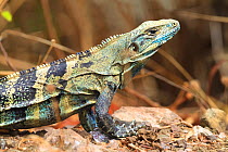 Black iguana (Ctenosaura similis) in breeding colours, Nicoya peninsula, Costa Rica,