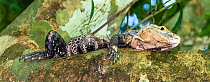Black iguana (Ctenosaura similis) on branch, Corcovado National Park, Osa, Costa Rica, March.