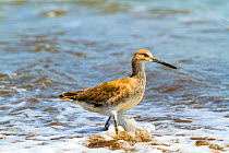 Willet (Tringa semipalmata) feeding in the surf, Corcovado National Park, Costa Rica. March,