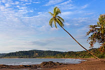 Palm tree and beach at Drake bay, Osa peninsula, Costa Rica.