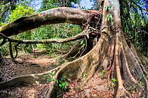 Fig tree (Ficus sp.) with buttress roots, Corcovado National Park, Osa peninsula, Costa Rica