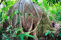 Fig tree (Ficus sp.) fisheye view with woman. Corcovado National Park UNESCO World Heritage Site, Osa peninsula, Costa Rica