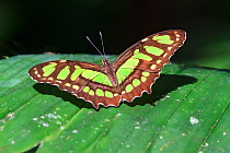Malachite butterfly (Siproeta stelenes biplagiata) on leaf, Corcovado National Park, Osa peninsula, Costa Rica.