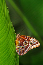 Blue morpho (Morpho peleides) on a leaf, with wings closed,  Corcovado National Park, Costa Rica.