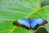 Blue morpho butterfly (Morpho peleides) on a leaf with wings open,  Corcovado National Park, Costa Rica.