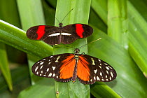 Red postman butterfly (Heliconius erato) (above) and Tiger longwing (Heliconius hecale) La Paz Waterfall Gardens, Costa Rica.