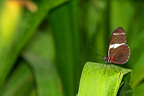 Sara longwing (Heliconius sara fulgidus) on leaf. Corcovado National Park, Costa Rica. March.
