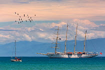 Sailing ship Starflyer (Star Clippers fleet) with Brown pelicans (Pelecanus occidentalis) Costa Rica.
