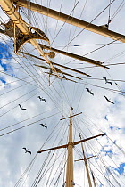 Sailing ship Starflyer (Star Clippers fleet) with Brown pelicans (Pelecanus occidentalis) above,  in Costa Rica Pacific waters, March. Birds are Brown pelicans