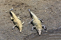 American Crocodile (Crocodylus acutus) Rio Tarcoles, Carara National Park, Costa Rica, February.