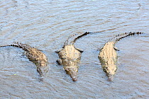 American crocodile (Crocodylus acutus) group of three basking, Rio Tarcoles, Carara National Park, Costa Rica