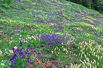 Violets (Viola sp), Sila National Park,  Calabria, Italy, June.